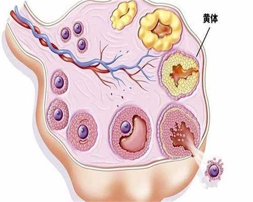 广州供卵代怀代生，广州试管代生功略