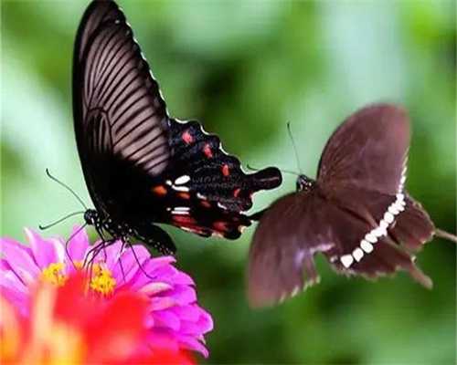 广州试管哪里可以选性别的，(广州包生男孩的试管医院)广州包生男孩的试管医