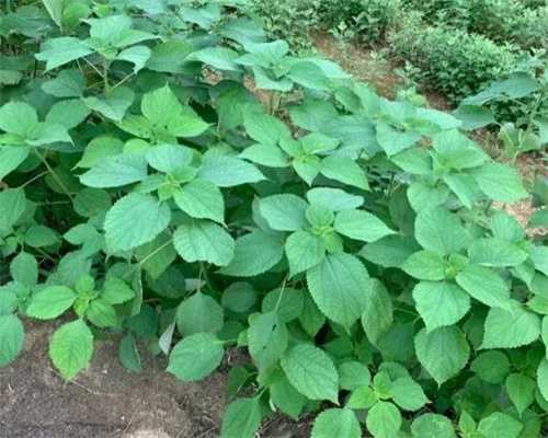 杭州供卵试管代怀-代怀孕第四代广州助孕试管技术