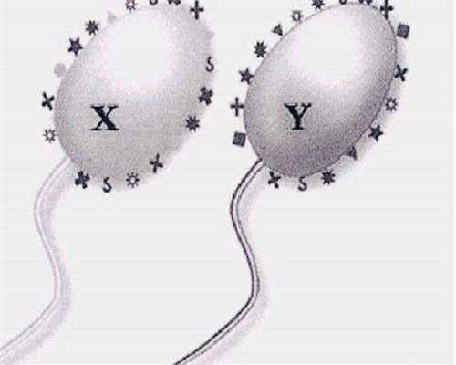 广东试管包生儿子，广东哪里能做供卵试管