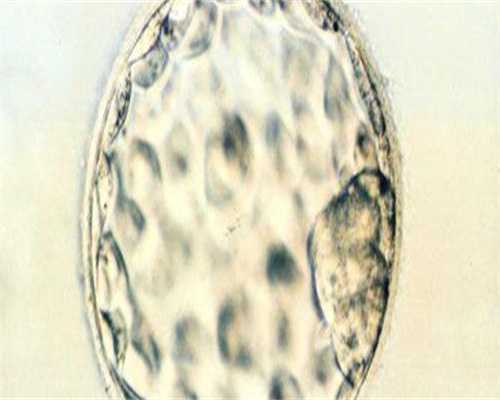 2026年做供卵试管会受法律保护吗？