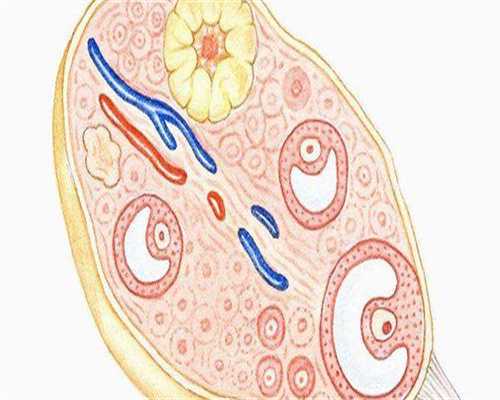 广东想做代孕mama，广东省妇幼第三代试管成功率有多大？