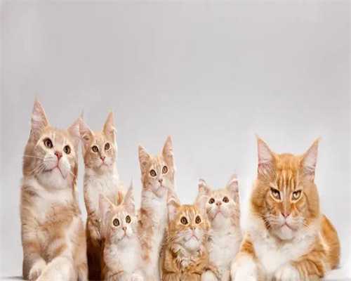 供卵试管包生：汕头做第三代试管最厉害的医院专家推荐，哪家技术更强一些