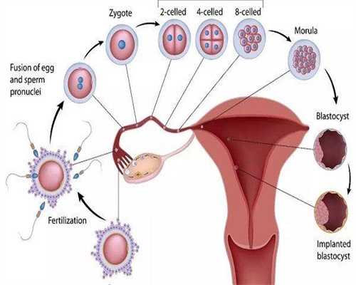 广州代生公司电话，广州供卵试管生子公司